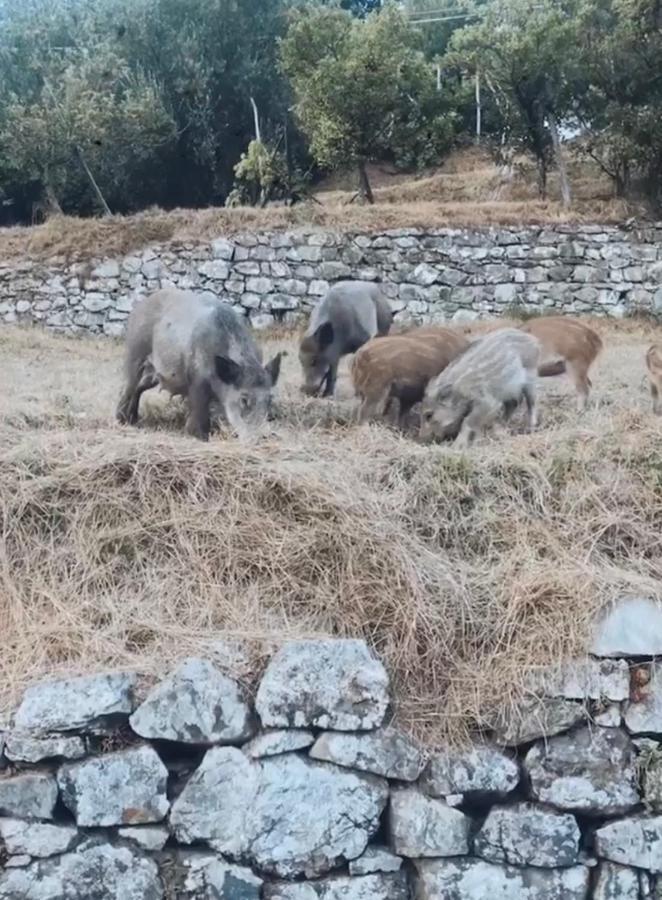 Locanda Agrogallo Carro Eksteriør billede